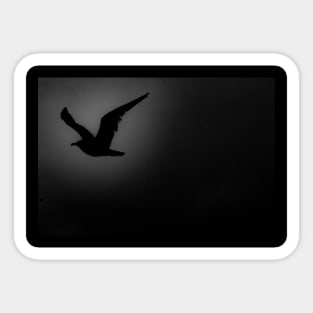 Black Bird Sticker